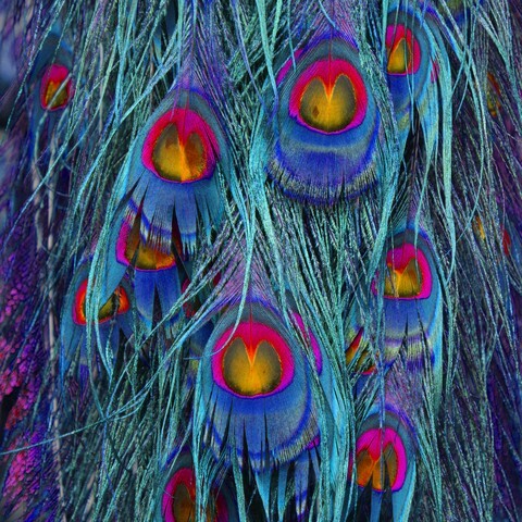 Colorful peacock feathers